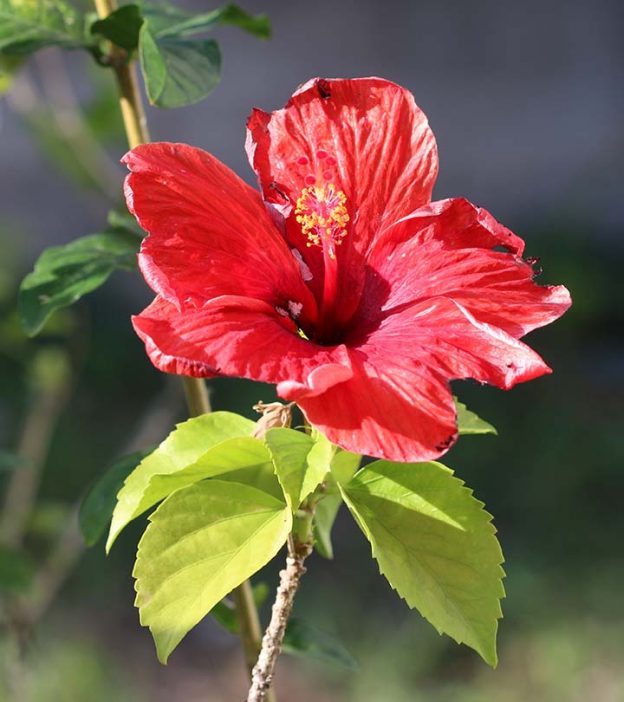 Top 27 Most Beautiful Hibiscus Flowers