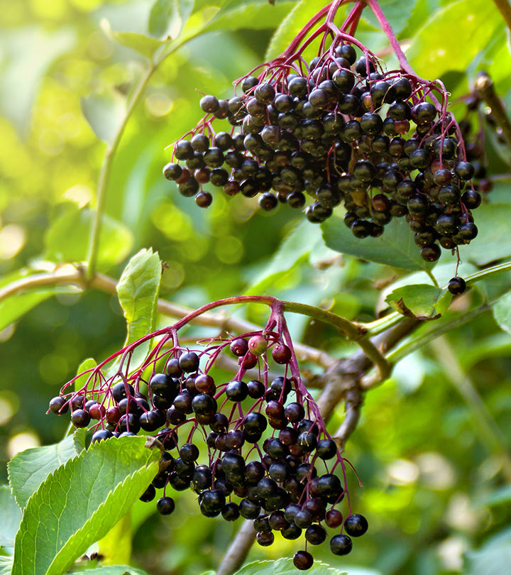 14 Health Benefits Of Elderberry, Uses, Dosage, And Recipes