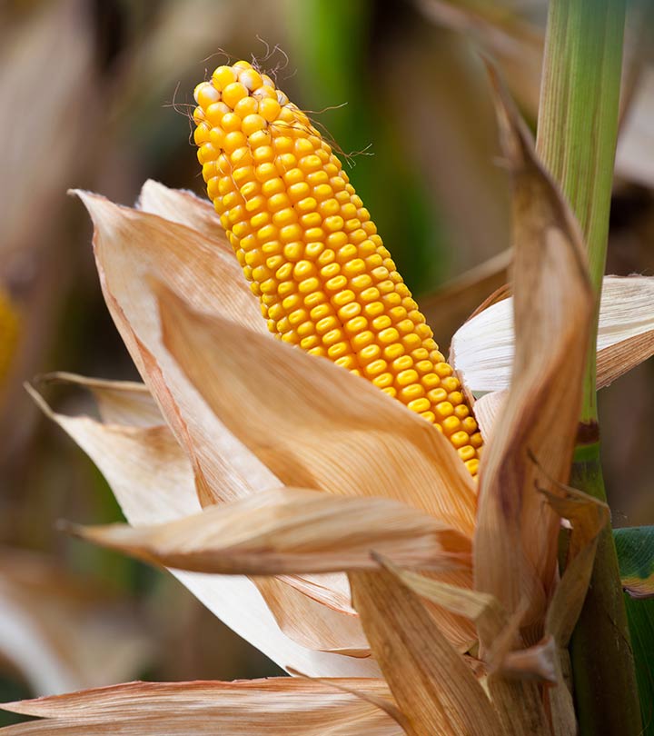 11 Surprising Side Effects Of Corn